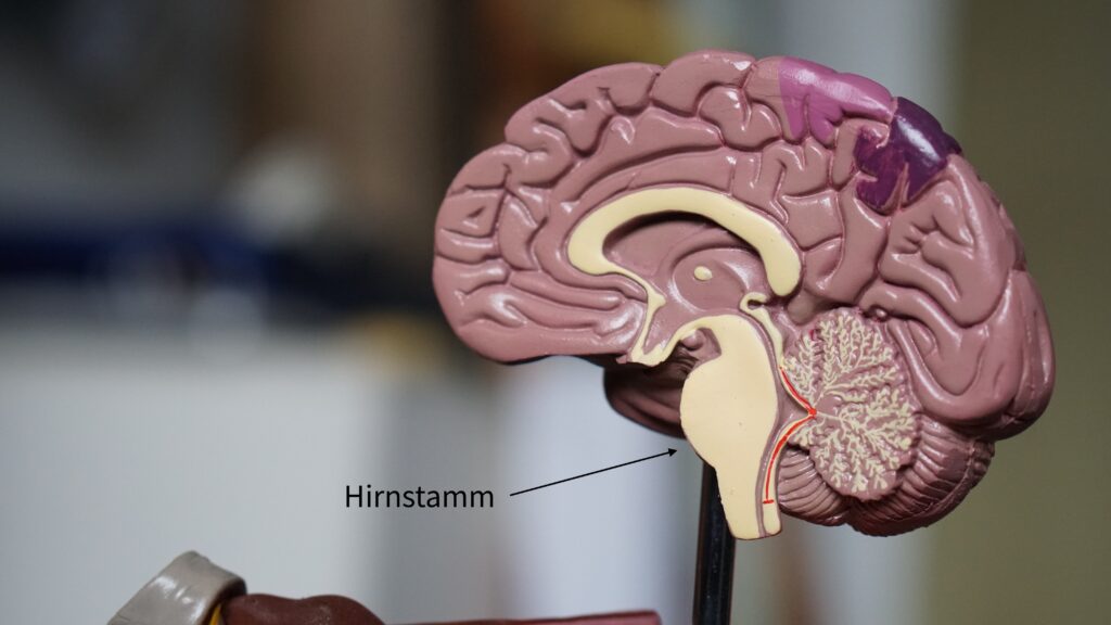 Gehirnsimulation mit Pfeil zum Hirnstamm